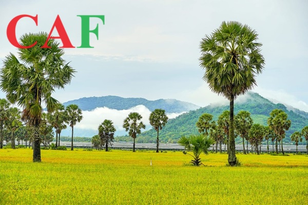 Nội dung dịch vụ kiểm toán tại tỉnh An Giang